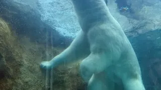 Fotr na tripu 10, medvědi