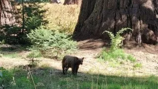 Kalifornský národní park Sequoia