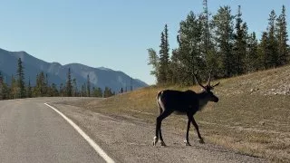 Fotr na tripu 10, tankování v Kanadě