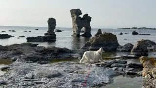 Fotr na tripu 9, Gotland