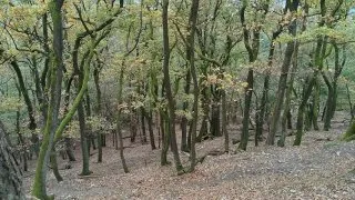 Devínská Kobyla