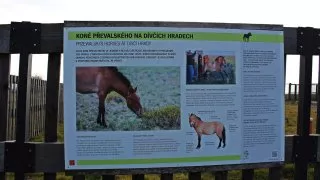 Procházka v Prokopáku