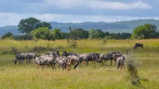 Safari v srdci Afriky