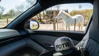 Ford trip, Camargue