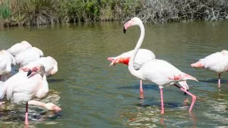 Ford trip, Camargue