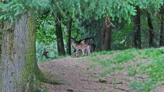 Millstätter See