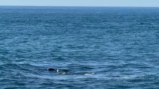 Fotr na tripu 10, velryby