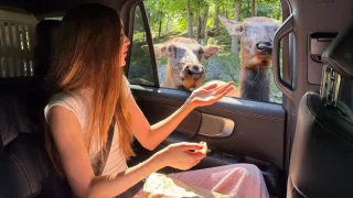 Parc Omega: Safari po kanadsku. S mrkví místo dalekohledu