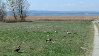 Neusiedler See