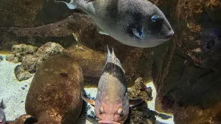 Dacia Bigster, trip Itálie,Acquario Livorno