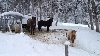 Běžkování v Alpách