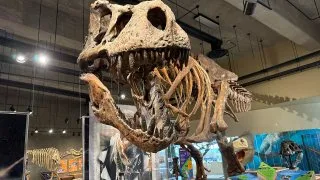 Fotr na tripu 10, dinosauři