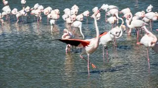 Ford trip, Camargue