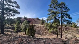 Gallup