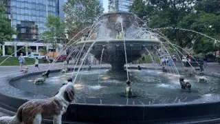 Fotr na tripu 10, psí fontána