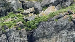 Fotr na tripu 10, velryby