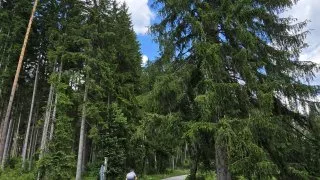 Inline Šumava