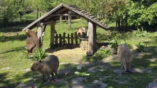 Žitný ostrov, Malkia na kole