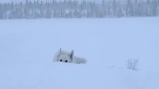 Fotr za polárním kruhem