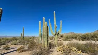 NP Saguaro