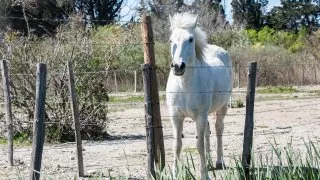 Ford trip, Camargue