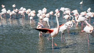 Ford trip, Camargue