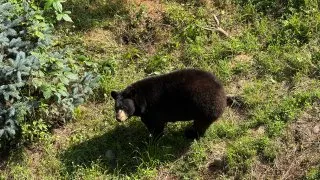 Fotr na tripu 10, medvědi