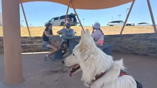 S pejskem na Route 66