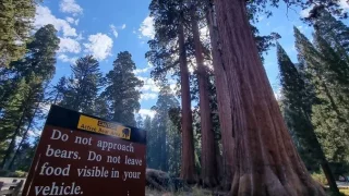 Kalifornský národní park Sequoia a největší stromy světa. Tohle nikde jinde neuvidíte a nezažijete