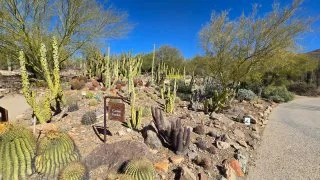 NP Saguaro