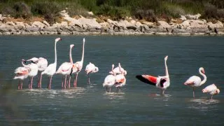 Ford trip, Camargue