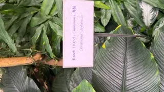 Fotr 11, Helsinky, čokoládovna