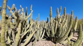 NP Saguaro