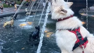 Fotr na tripu 10, psí fontána