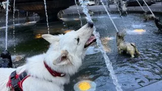 Fotr na tripu 10, psí fontána