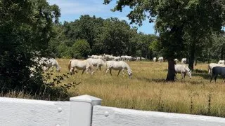 Slovinsko trip - hřebčín Lipica