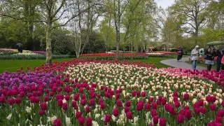 Keukenhof