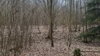 Subaru trip, Baťa, Bunč