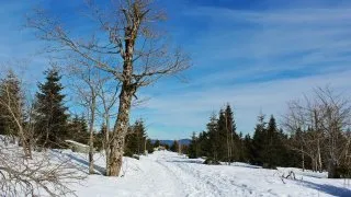 Třístoličník, Šumava