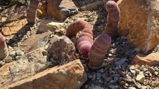 Navštívili jsme americké místo, které dalo světu symbol westernů. A viděli stopy dinosaurů