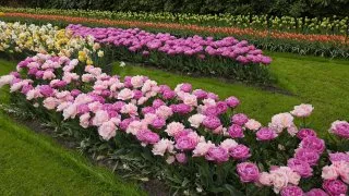 Keukenhof