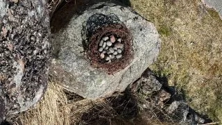 Fotr na tripu 9, Alandy
