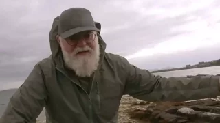 Místo holubů tady můžeš krmit tuleně. Roztomilí povaleči člověku zlepší náladu