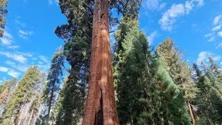 Kalifornský národní park Sequoia