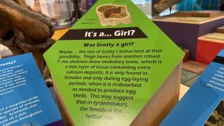 Fotr na tripu 10, dinosauři