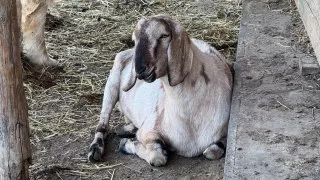 Farma Bláto