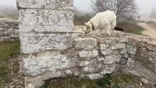 Fotr na tripu 9, Gotland