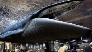 Národní muzeum láká na novou atrakci. Stačí mít chytrý telefon a stáhnout si aplikaci