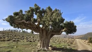 Maroko, okolí Ifrane