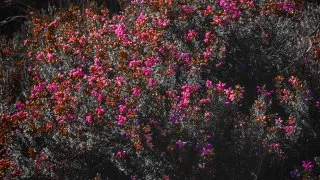 Skotsko roadtrip 2025